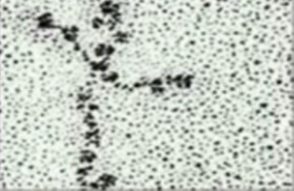 C - Laminin
